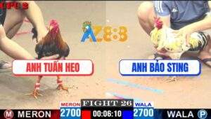 Trận 26 CPC2 18/4/2025 - Bướm Trạng Nhỏ Anh Bảo Sting Đâm Cựa Quá Tịch