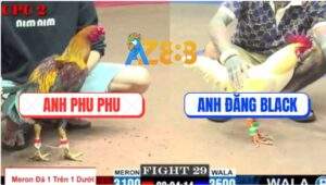Trận 29 CPC2 23/5/2025 - Úa Anh Đăng Black Đá Gãy Chân Gà Anh Phu Phu