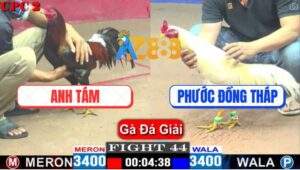 Trận 44 CPC2 4/5/2025 - Bảo Sting Thả Gà Gạt Giò Anh Phước Đồng Tháp