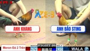 Trận 26 CPC2 1/6/2025 - Điều Đâm Cựa Tàn Nhẫn Hạ Khét Nhập Bảo Sting