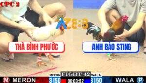 Trận 42 CPC2 1/6/2025 - Gà Bảo Sting Nhờ Thuốc Tốt Nuốt Ói Lụm Xổ 400