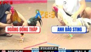 Trận 8 CPC2 6/6/2025 - Mẻ Bướm Hiệu Anh Bảo Sting Đâm Không Rớt Chân