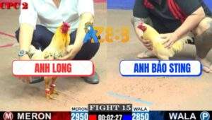 Trận 15 CPC2 16/7/2025 - Bướm Anh Long Hạ Úa Hiệu Bảo Sting Nhanh Gọn