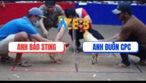 Trận 17 Bồ TonHon 18/7/2025 - Úa Hiệu Anh Bảo Sting Quá May Độ