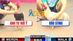 Trận 19 CPC2 27/7/2025 - Gà Anh Tư Mã Ý Đá Gà Bảo STing Đứng Hết Nổi