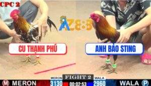 Trận 2 CPC2 9/7/2025 - Bông Đá Bo Quá Tươi Điều Cọp Idol Đút Vô Hết Về