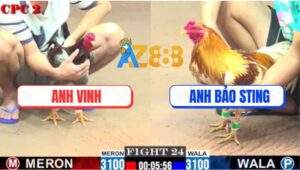 Trận 24 CPC2 27/7/2025 - Camelo Anh Bảo Sting Đá Gãy Cổ Họng Gà Xám