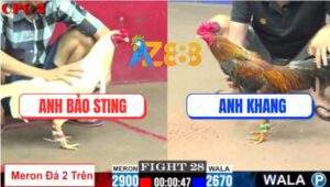 Trận 28 CPC2 9/7/2025 - Gà Cú Đâm Úa Hiệu Bảo Sting Đứng Không Nổi
