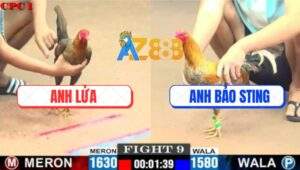 Trận 9 CPC1 7/7/2025 - Cú Cọp Anh Bảo Sting Xử Đẹp Dòng Gà 3D Anh Lửa