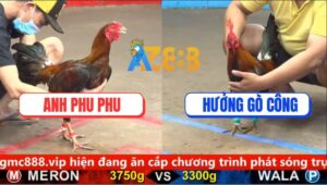 Trận 8 CPC5 31/8/2025 - Điều Cọp Anh Phu Phu Ăn Cái Thứ 7 Nhanh Gọn