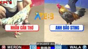 Trận 31 CPC2 6/8/2025 - Bướm Anh Nhân Đá Gãy Cổ Xám Cọp Bảo Sting