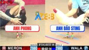 Trận 8 CPC2 6/8/2025 - Úa Hiệu Bảo Sting Đụng Cọp Bị Đá Liệt Cặp Giò