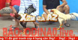 Trận 20 CPC5 30/10/2025 - Gà 9 Nút Nhí Biện Gặp Đối Thủ Ba Cào