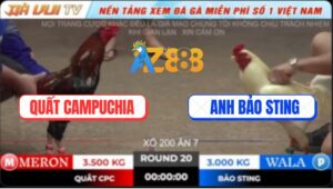 Trận 20 TonHon 18/10/2025 - Úa Hiệu Bảo Sting Kém 5 Chấm, 2 Đá Lúa Về