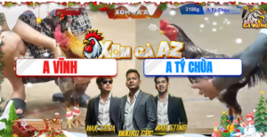 Trận 39 Bồ Tonhon 24/12/2025 - Tý Chùa Ôm Gà Xám Của Idol Vào Sân Gặp Xám Cọp