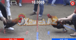 Trận 9 Bồ D6 16/1/2026 - Hắc Coca Đá Xổ 10 Nghìn Đô Và Cái Kết Té Ngửa