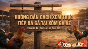 Hướng dẫn xem trực tiếp đá gà Xóm Gà AZ cho người ở nước ngoài