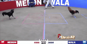 Trận 7 Bồ K88 14/1/2026 - Hắc Coca Được Nặng Hơn 5 Chấm Gà Và Cái Kết